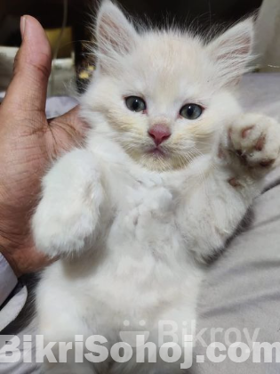 Pershian Cat fawn colour